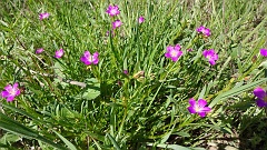 calandrinia ciliata